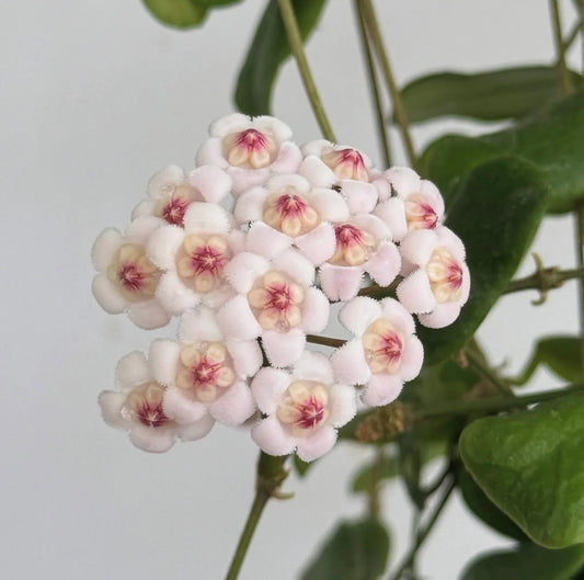 Grappe de fleurs de Hoya Rotundiflora aux pétales blanc duveteux et au centre rose vif sur une tige verte