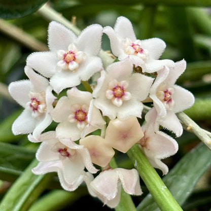 Hoya Shepherdii