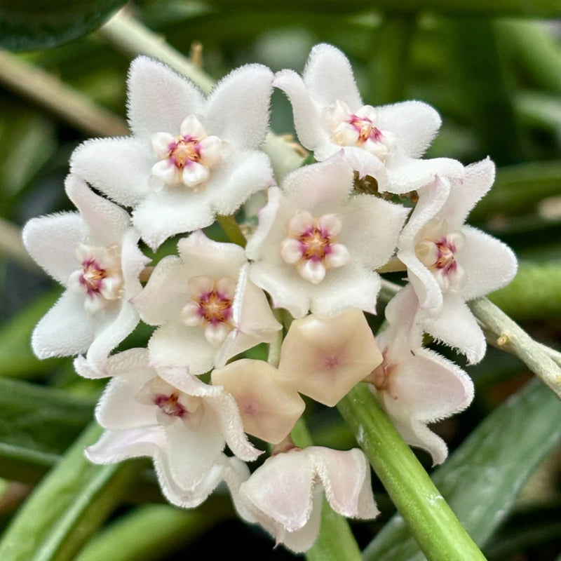 Hoya Shepherdii
