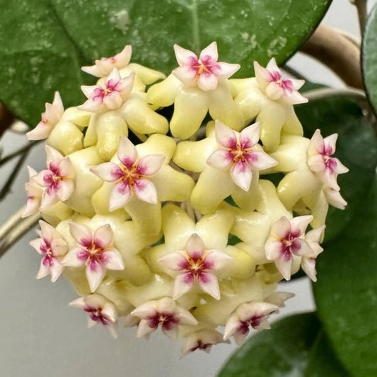 Hoya Verticillata 'Lampung' - plantandstories