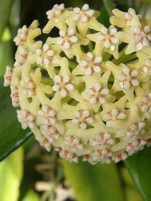 Magnifique inflorescence sphérique de Hoya Villosa avec ses petites fleurs étoilées blanc crème aux cœurs roses sur fond vert flou