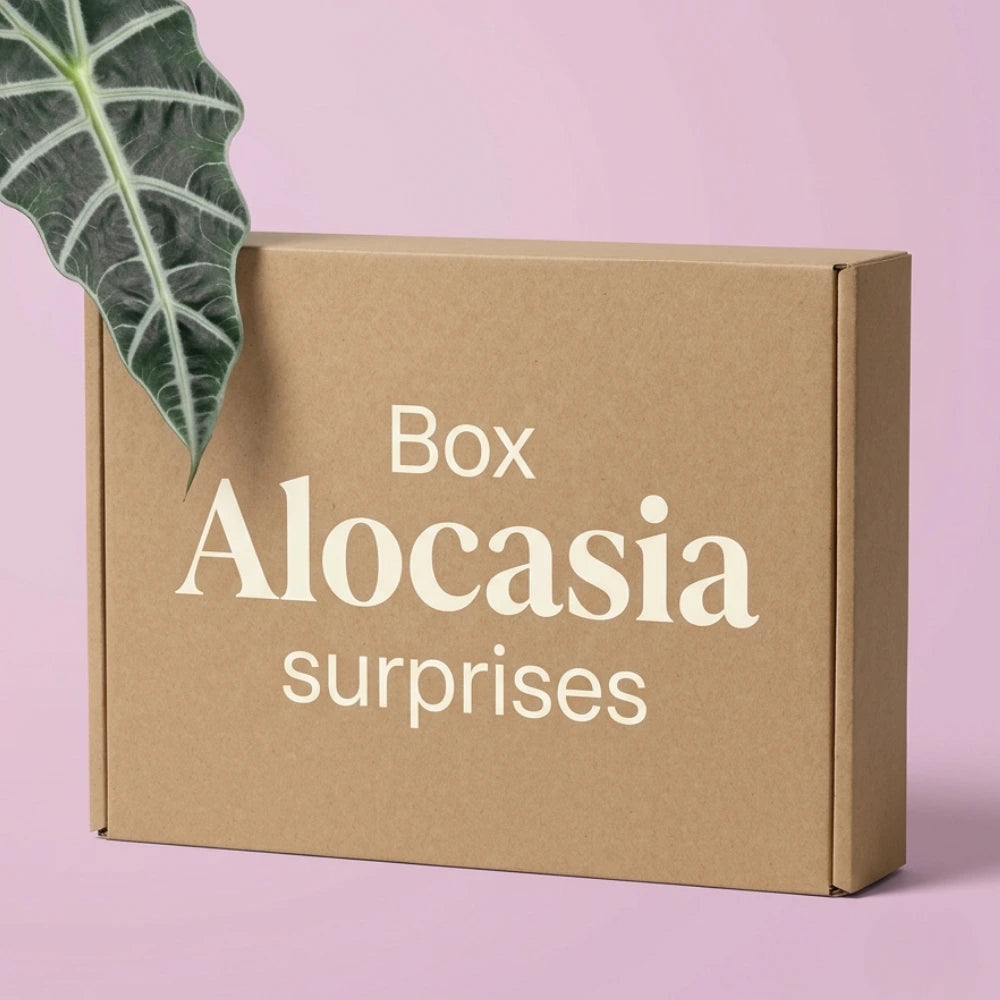Box Alocasia surprises Plant and Stories : carton kraft et feuille d'Alocasia à nervures blanches sur fond lilas pastel, plantes surprises.