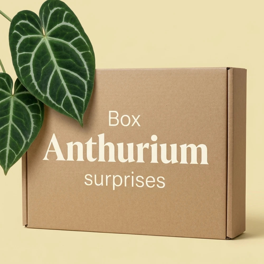 Box Anthurium surprises Plant and Stories : carton kraft et feuille d'Anthurium clarinervium nervurée de blanc sur fond jaune pastel.