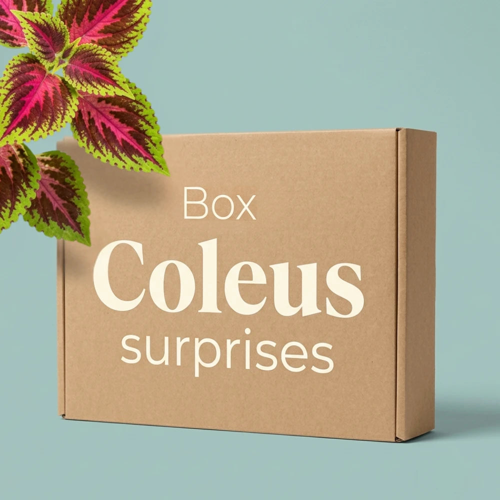 Box Coleus surprises Plant and Stories : carton kraft et feuillage coloré rose et vert de Coleus sur fond bleu-vert, plantes surprises.