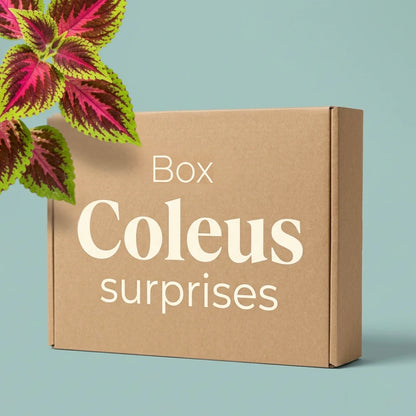 Box Coleus surprises Plant and Stories : carton kraft et feuillage coloré rose et vert de Coleus sur fond bleu-vert, plantes surprises.