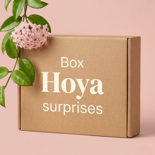 Box Hoya surprises Plant and Stories : carton kraft et fleurs roses en étoile de Hoya carnosa sur fond pêche, coffret de plantes surprises.