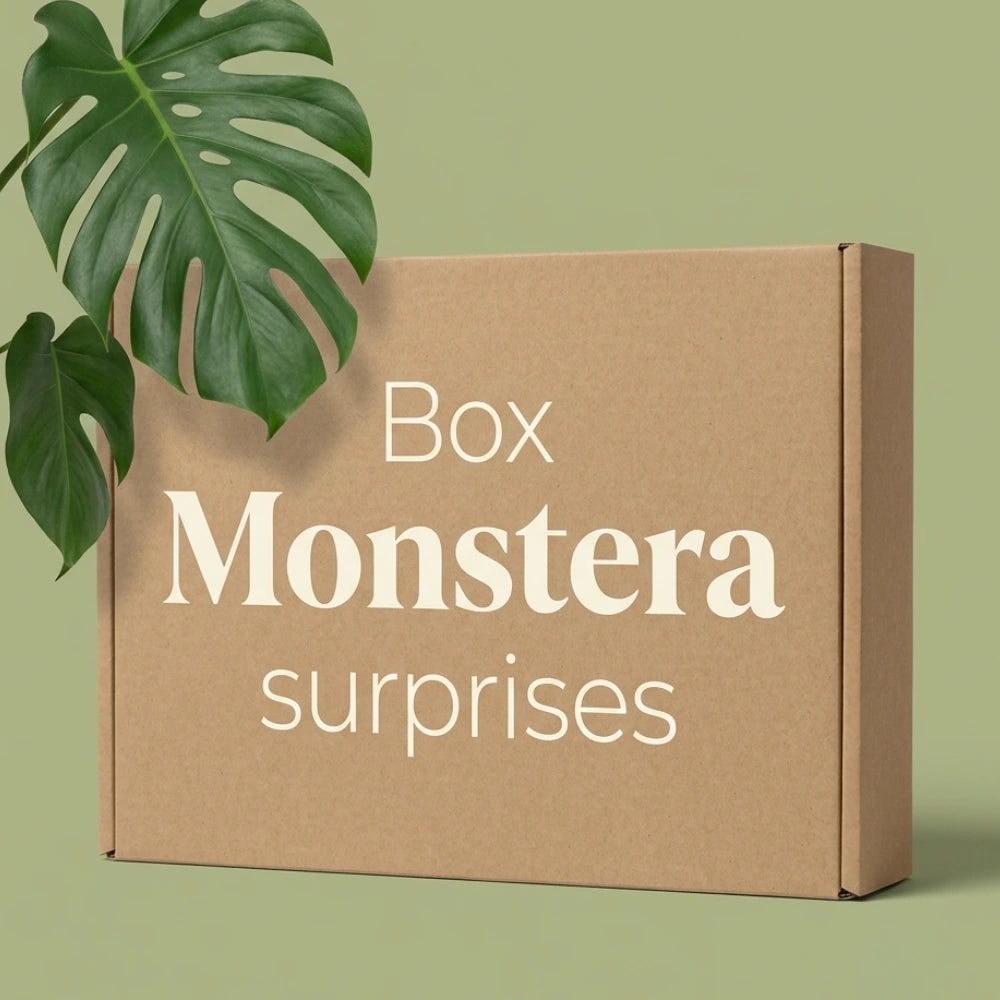 Box Monstera surprises Plant and Stories : carton kraft et feuille de Monstera deliciosa sur fond vert sauge, coffret de plantes surprises.