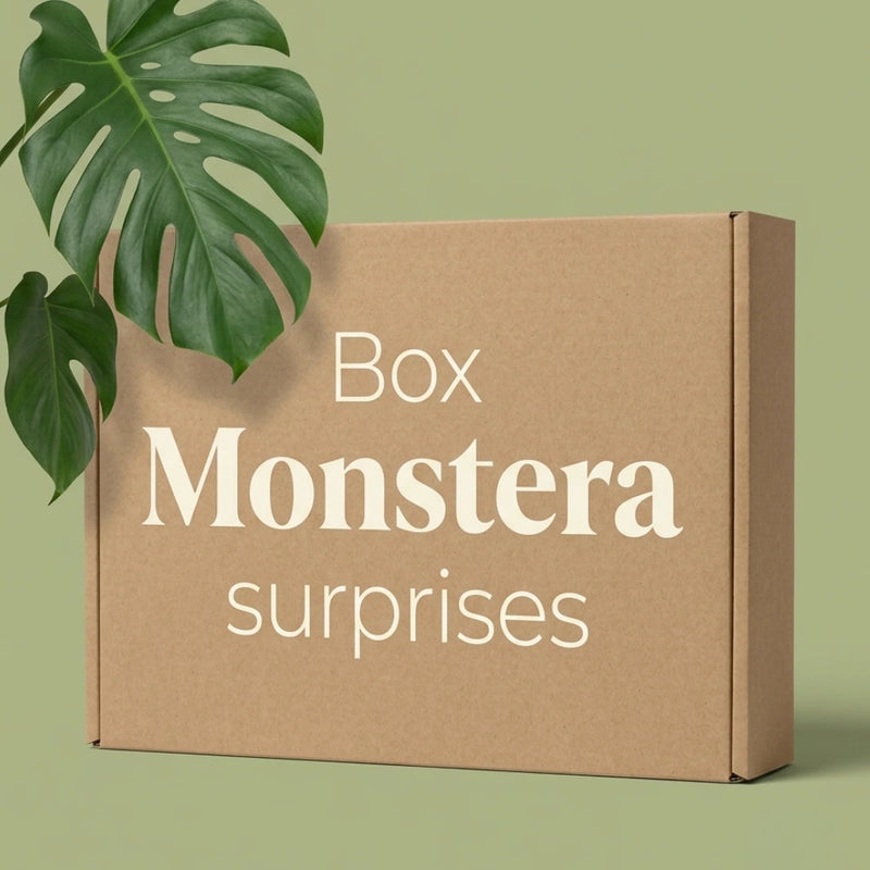 Box Monstera mystère - Pack Monstera Surprises