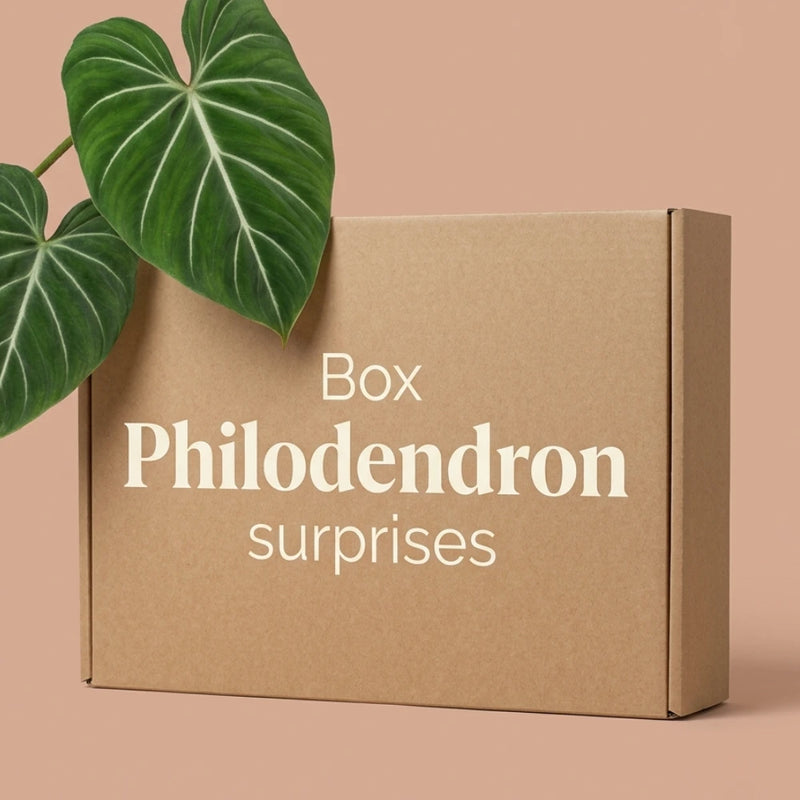 Box Philodendron mystère - Pack Philodendron Surprises