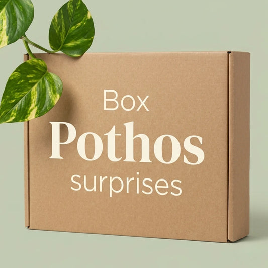 Box Pothos surprises Plant and Stories : carton kraft et feuilles de Pothos doré sur fond vert sauge, coffret de plantes surprises.