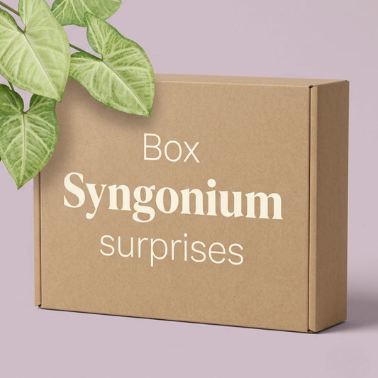 Box Syngonium surprises Plant and Stories : carton kraft et feuilles flèche de Syngonium sur fond mauve pastel, coffret de plantes surprises.