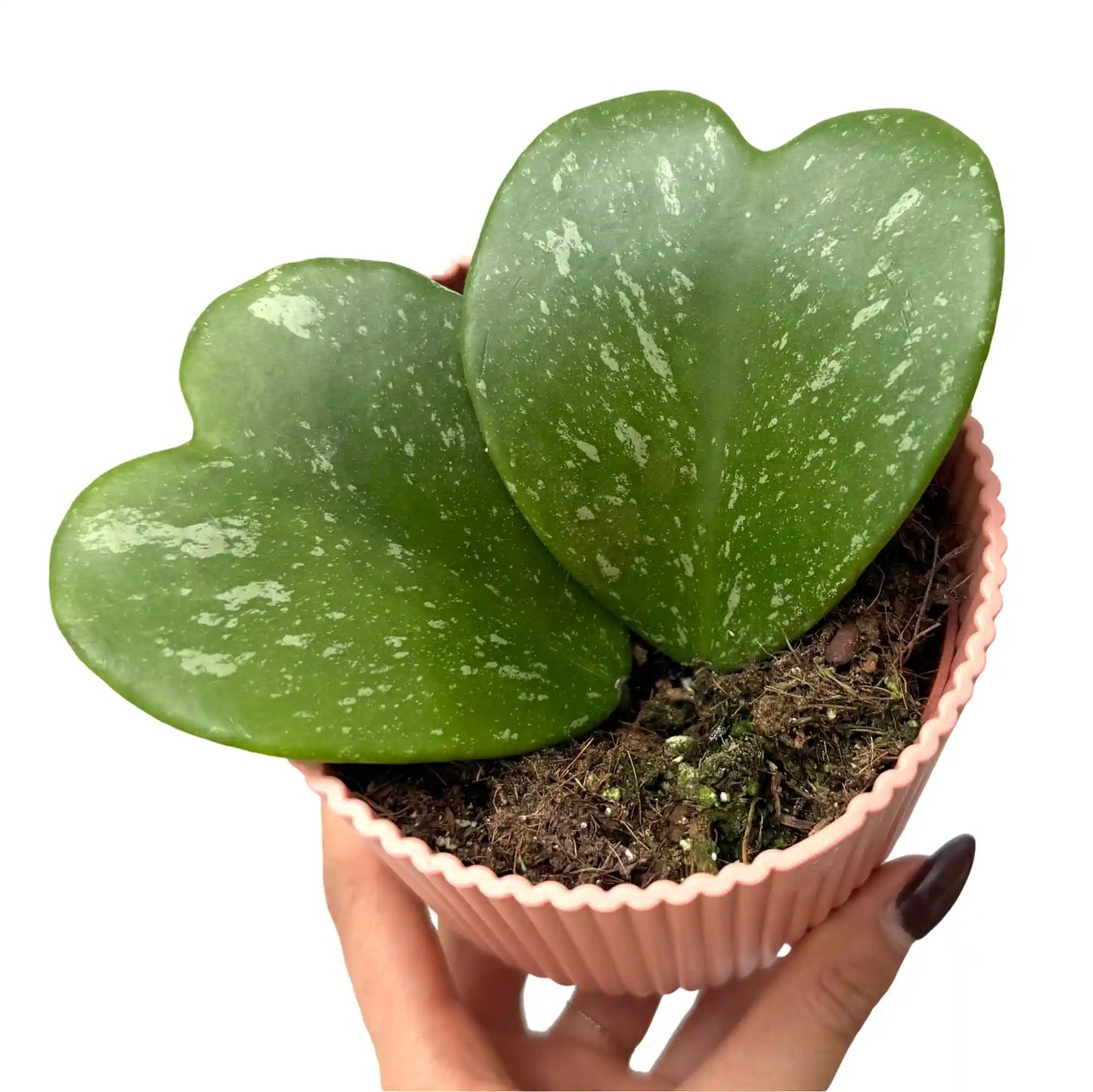 Hoya Kerrii Splash