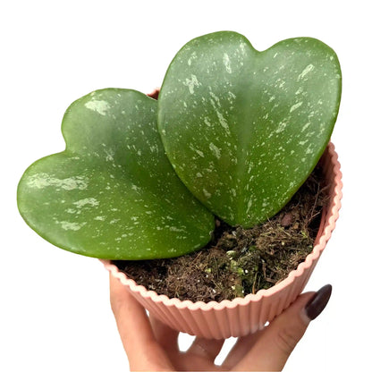 Hoya Kerrii Splash