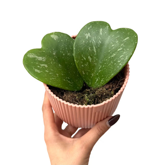 Hoya Kerrii Splash