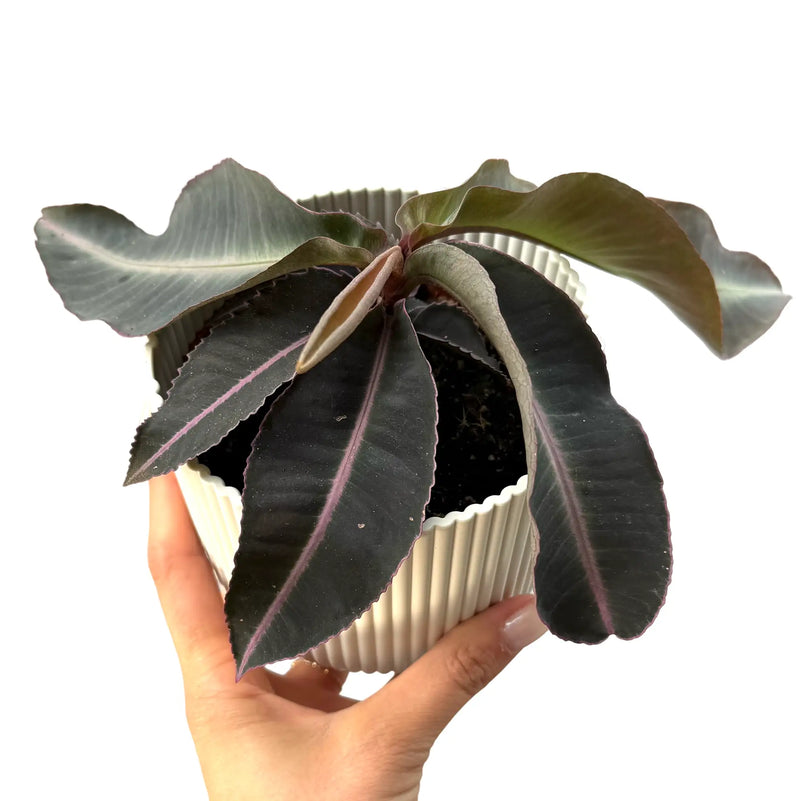 Labisia Pumila