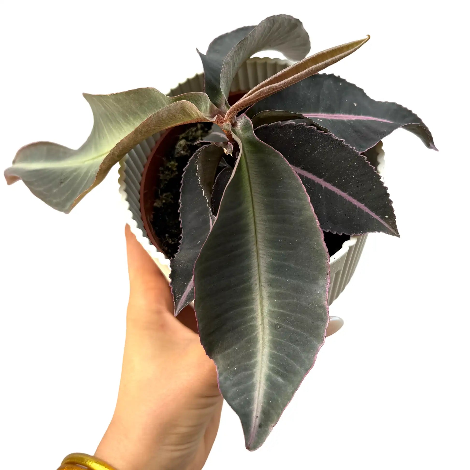 Labisia Pumila aux feuilles vert foncé avec une nervure rose pâle, dans un pot en plastique cannelé blanc