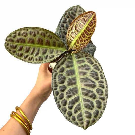 Labisia 'Turtle Back' en pot blanc, grandes feuilles vertes foncées avec motif texturé marron