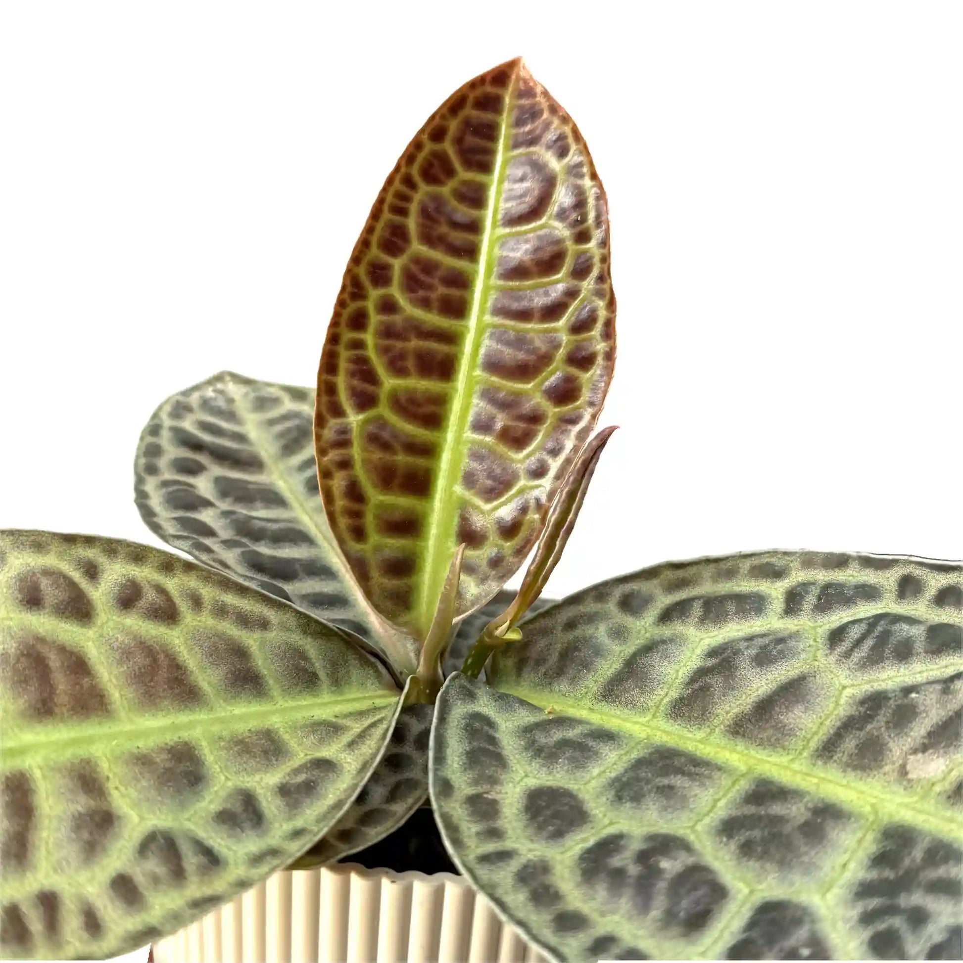 Labisia 'Turtle Back' - plantandstories
