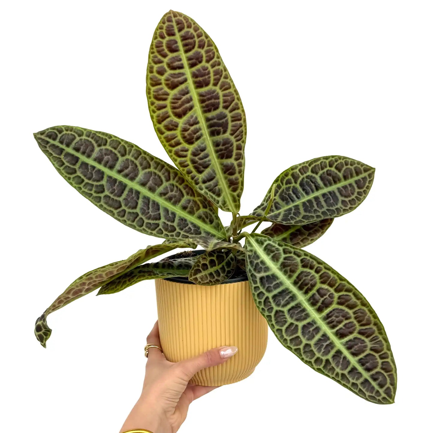 Labisia 'Turtle Back' - plantandstories