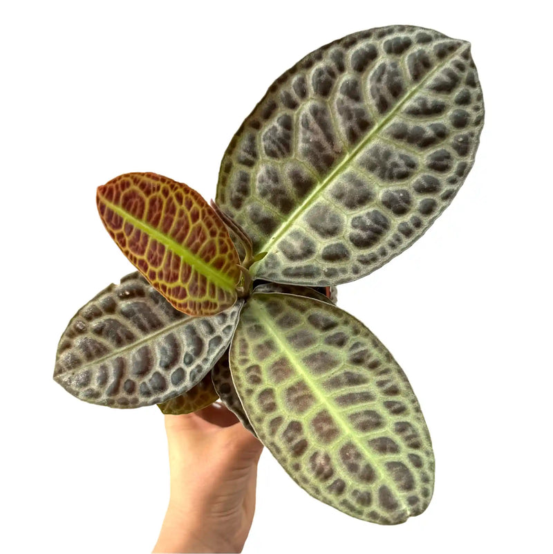 Labisia 'Turtle Back'
