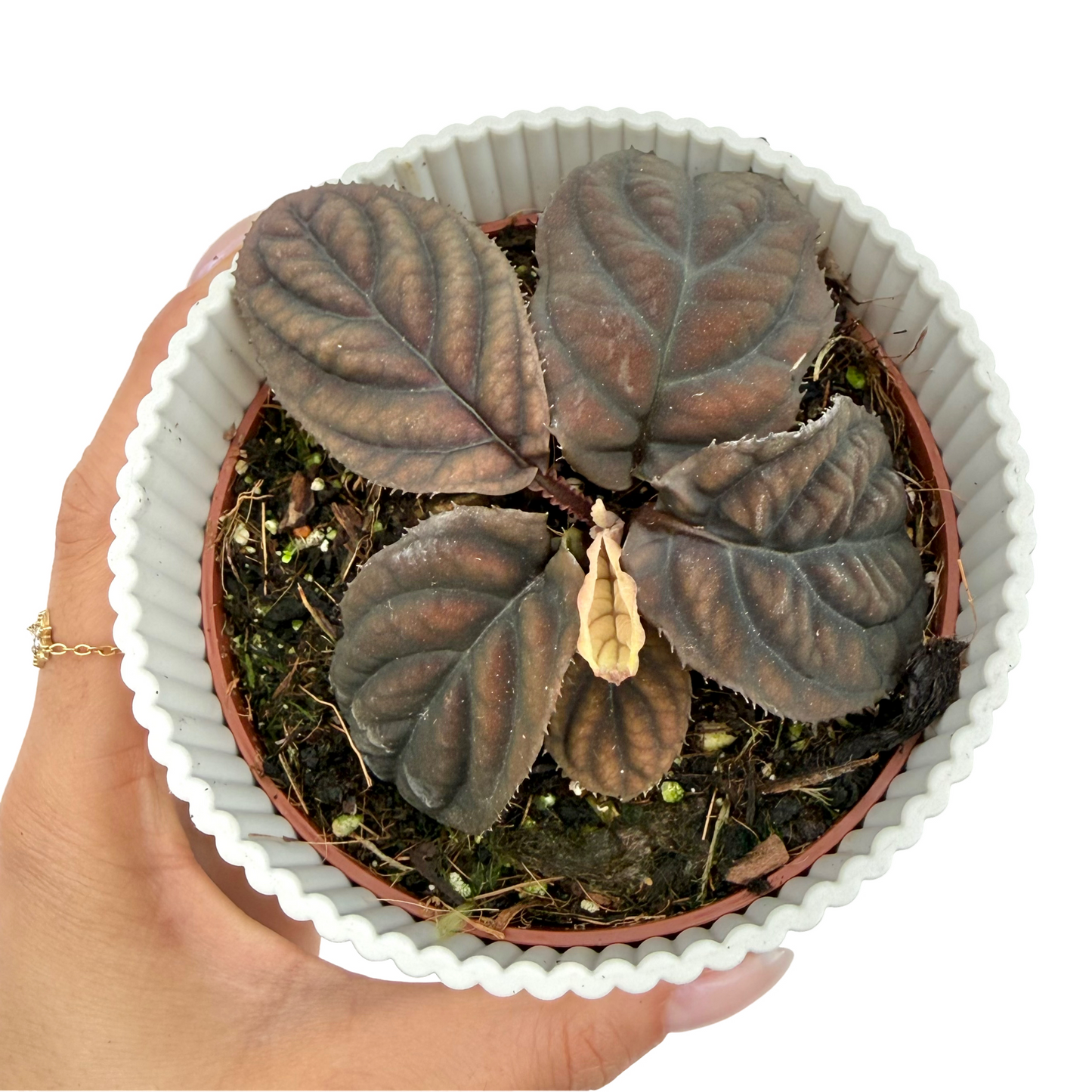 Labisia Vietnam
