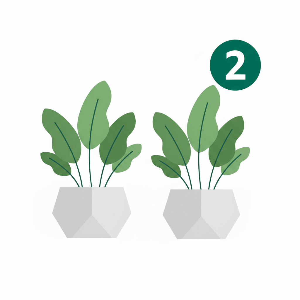 Deux plantes vertes Monstera Obliqua Peru en lot dans des pots blancs géométriques