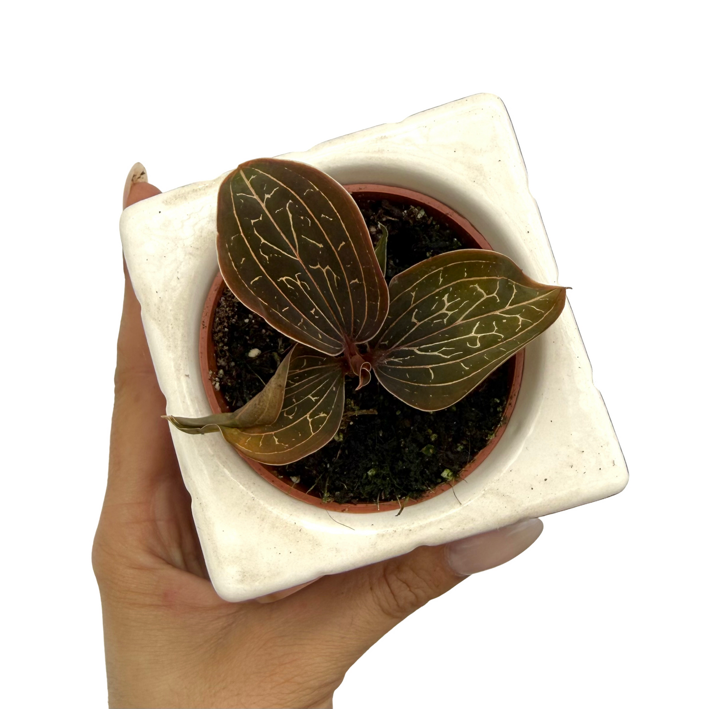 Ludisia Discolor
