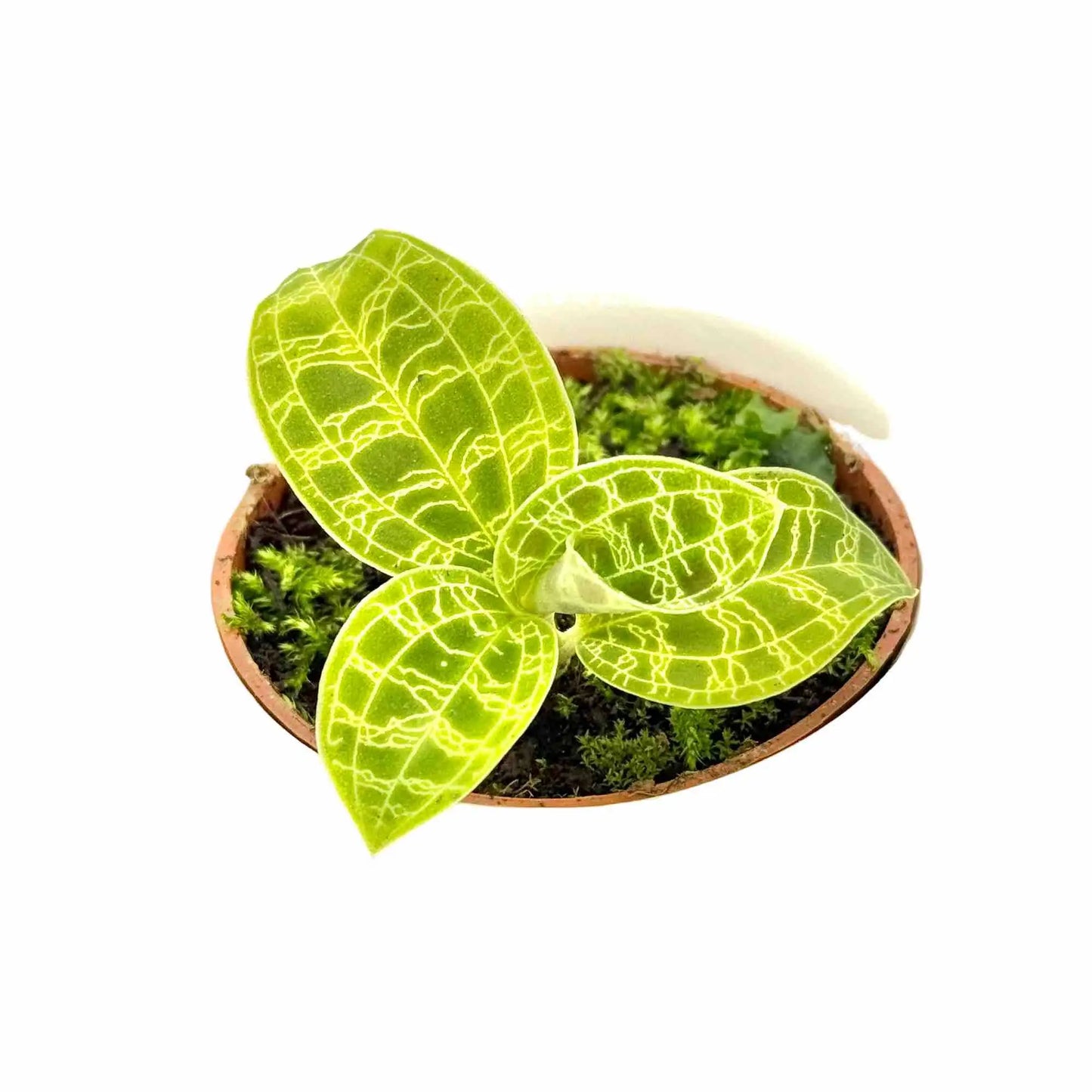 Macodes petola