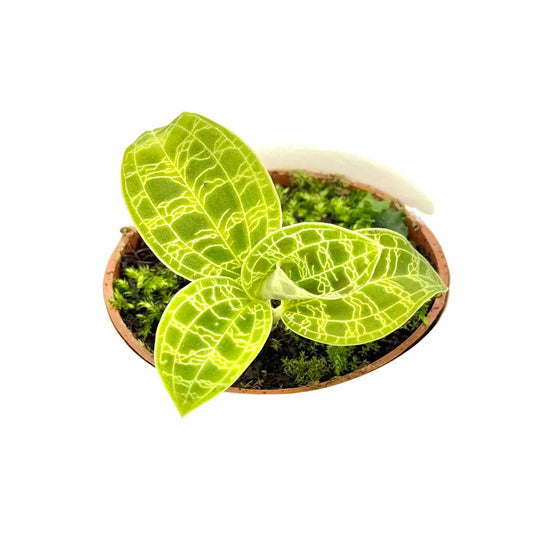 Vue du dessus d'un jeune Macodes petola aux feuilles vert clair finement nervurées de blanc, dans un pot en terre cuite rempli de mousse