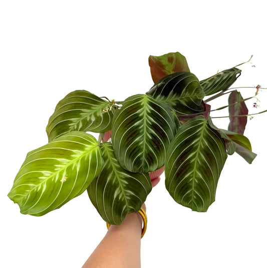 Maranta Cat Moustache NoID - plantandstories