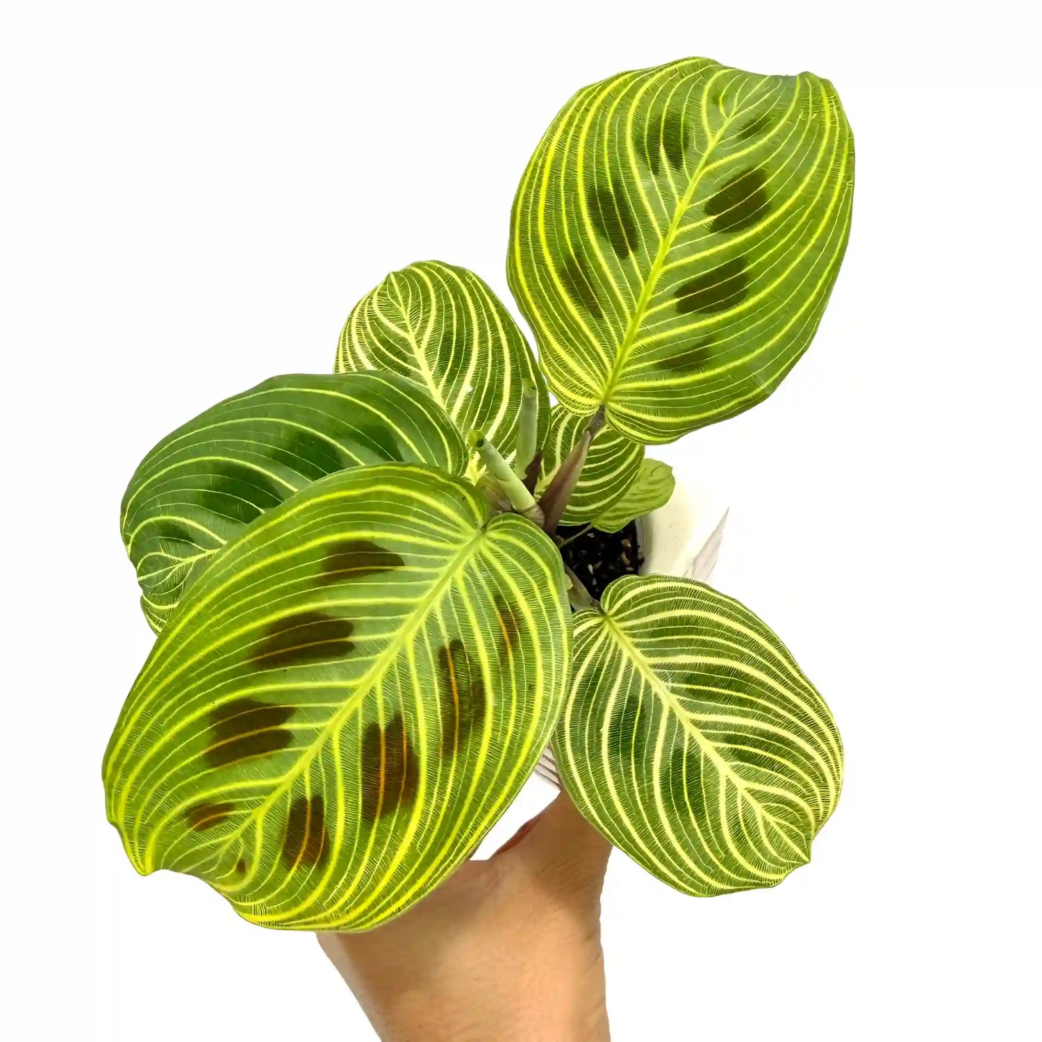 Maranta Light Veins avec de larges feuilles vertes aux nervures claires et motifs brun foncé dans un pot blanc