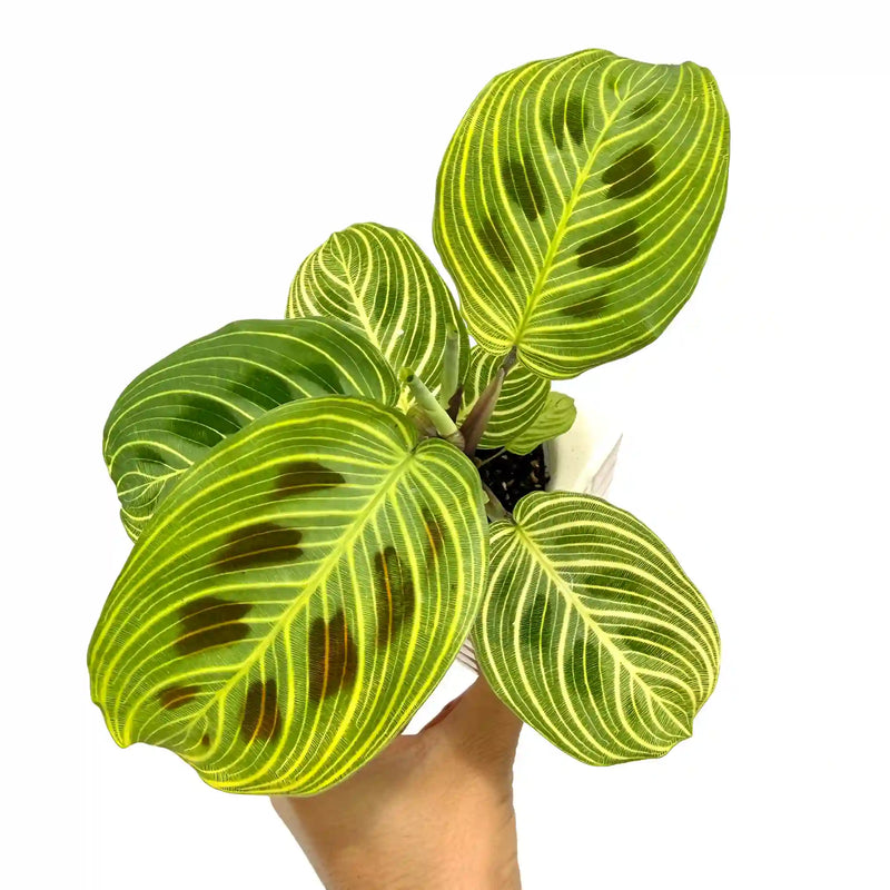 Maranta Light Veins