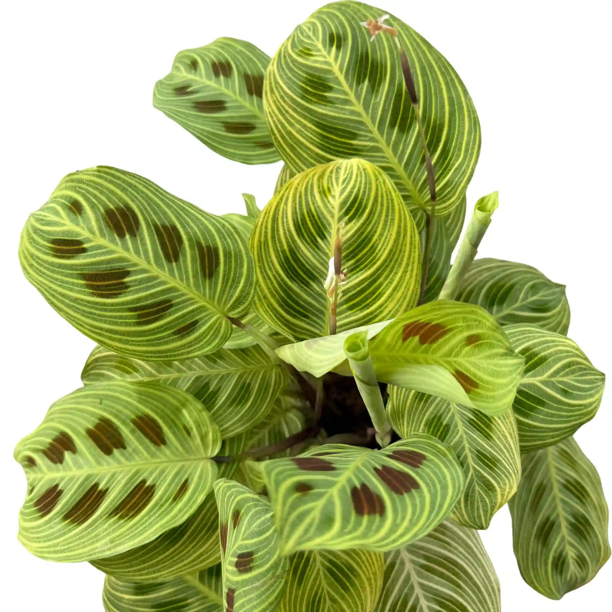Maranta Light Veins aux feuilles vertes et rayures jaune clair avec des taches marron dans un pot rose en céramique