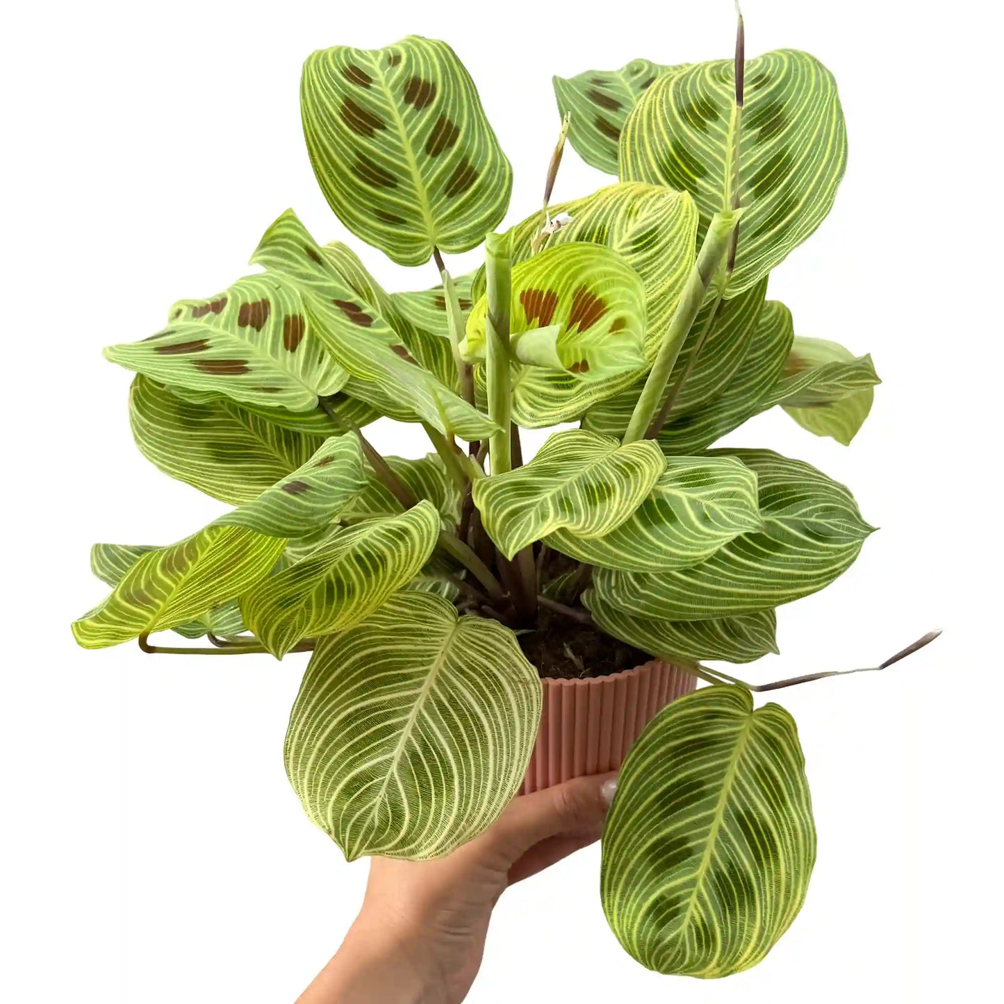 Maranta Light Veins avec ses feuilles ovales vert clair striées, dans un pot de couleur rose pâle cannelé