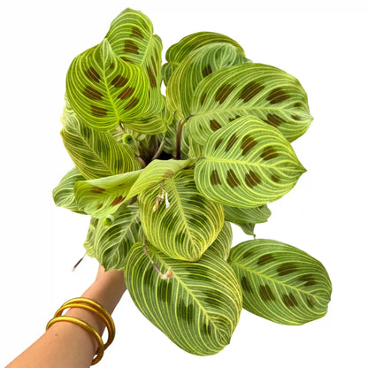 Plante Maranta Light Veins au feuillage vert clair et foncé, avec des nervures prononcées et des taches brun-rouge