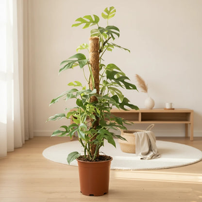 Monstera Minima avec tuteur, plante d'intérieur de 90cm de haut dans un pot de 19cm.