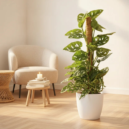 Monkey Mask, Monstera Adansonii Mosstok, plante d'intérieur de 90cm en pot de 19cm.