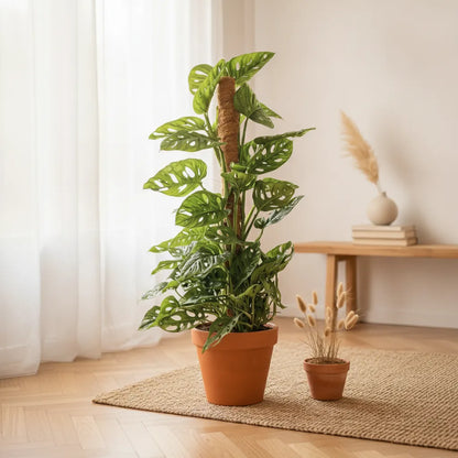 Monstera Adansonii Monkey Mask 90cm, feuilles ajourées, pot 19cm. Plante d'intérieur.