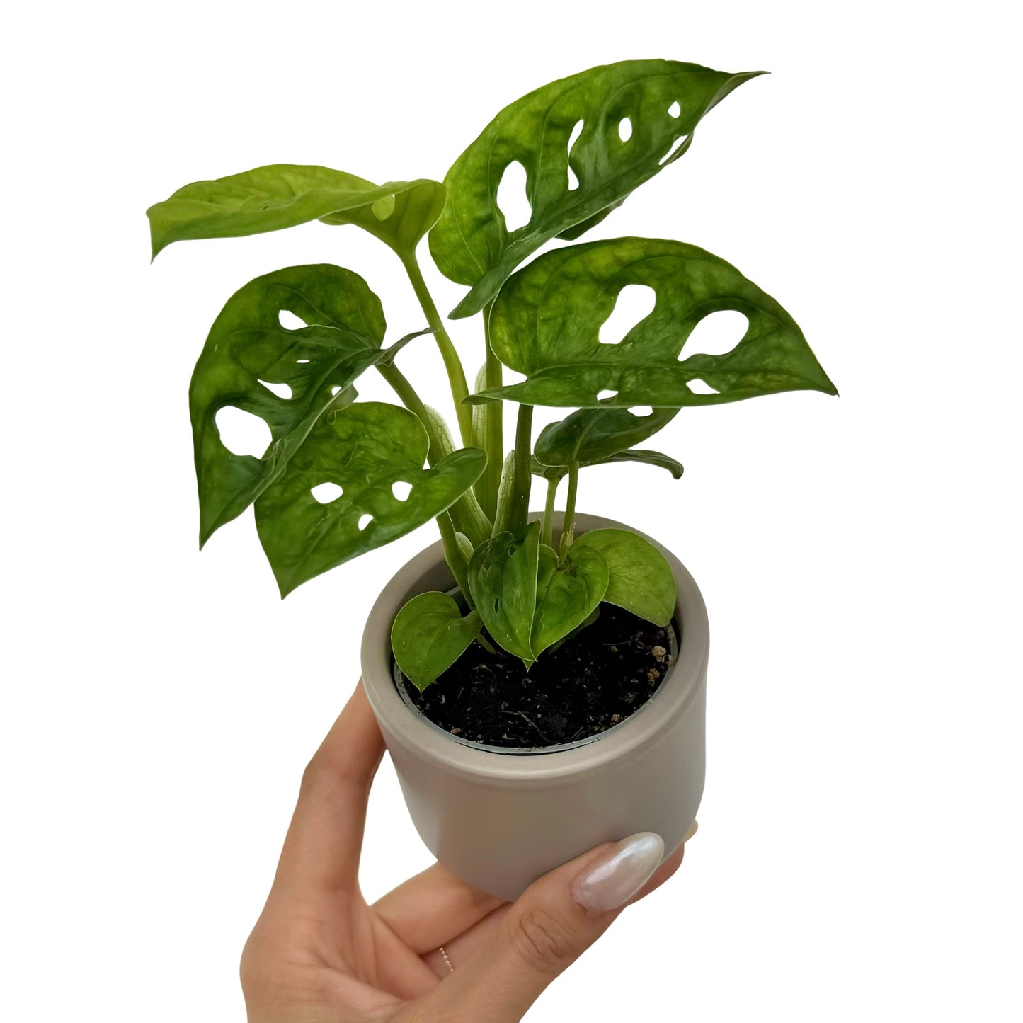 Monstera Adansonii