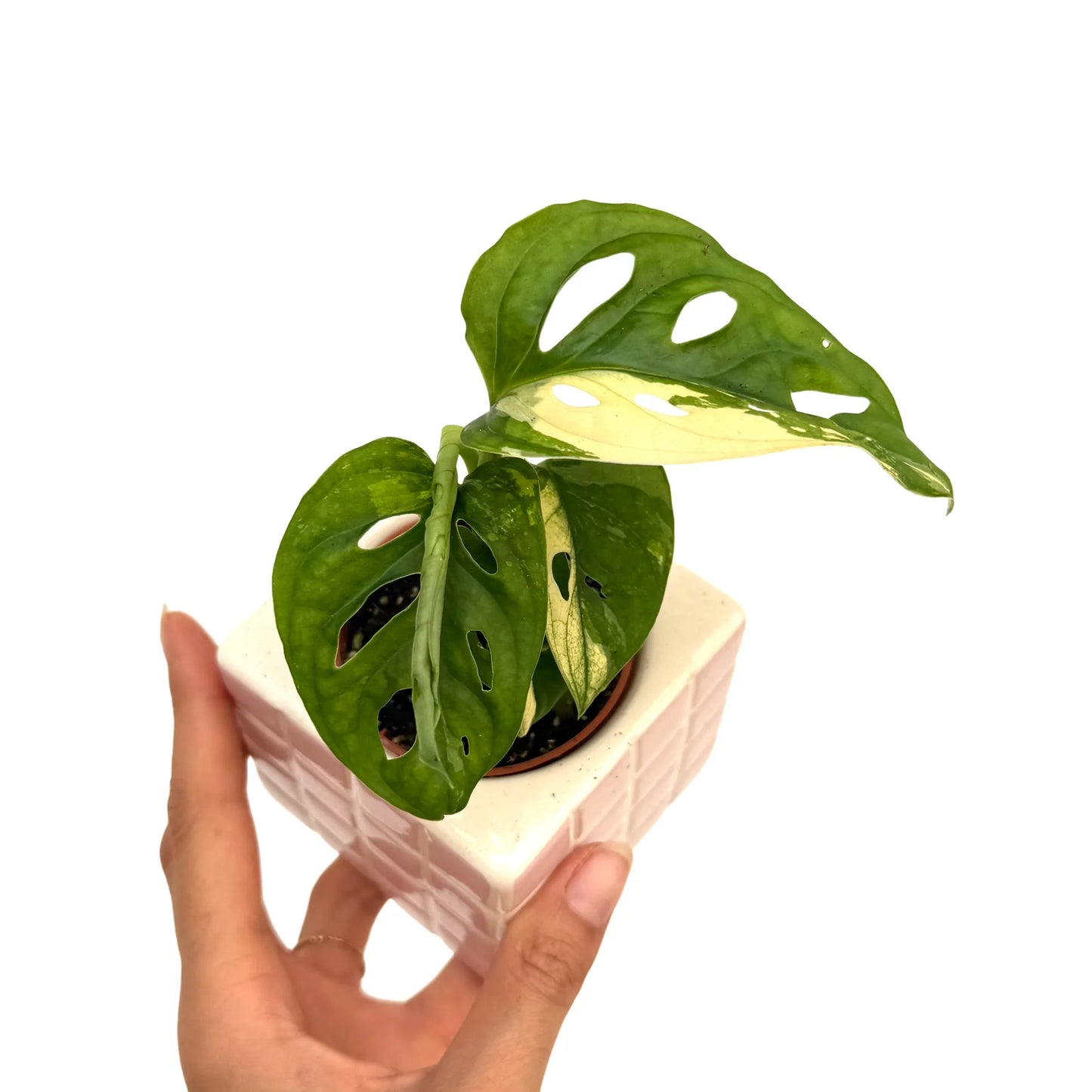 Monstera Adansonii Variegata