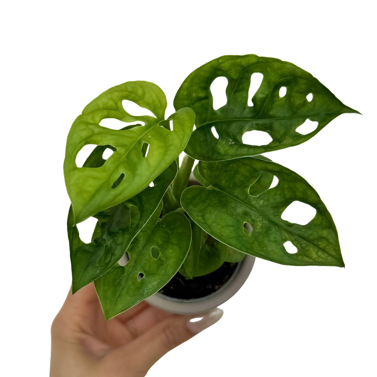 Monstera Adansonii