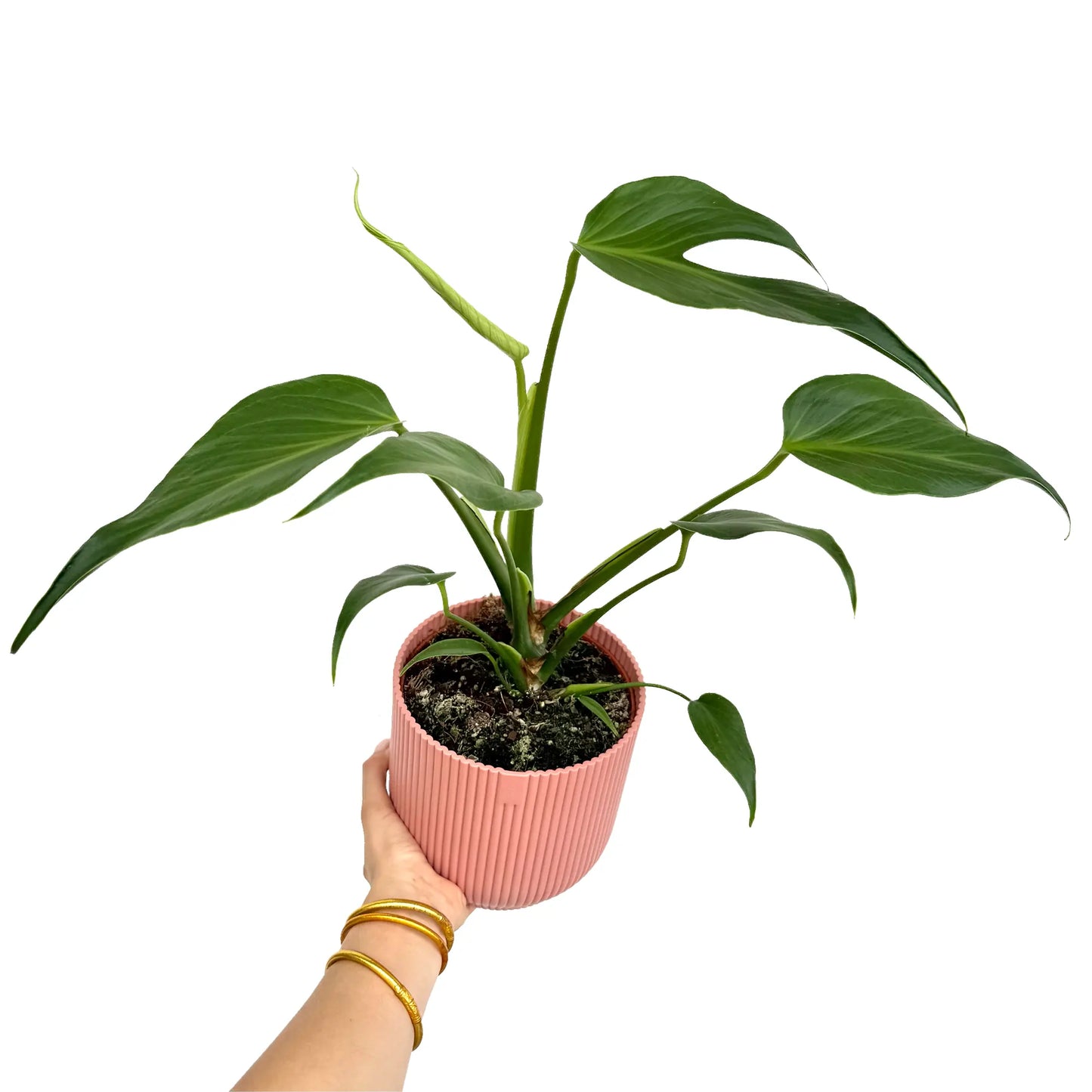 monstera burle max Monstera Burle Marx Flame Sculpted and Cut Foliage – plantandstories