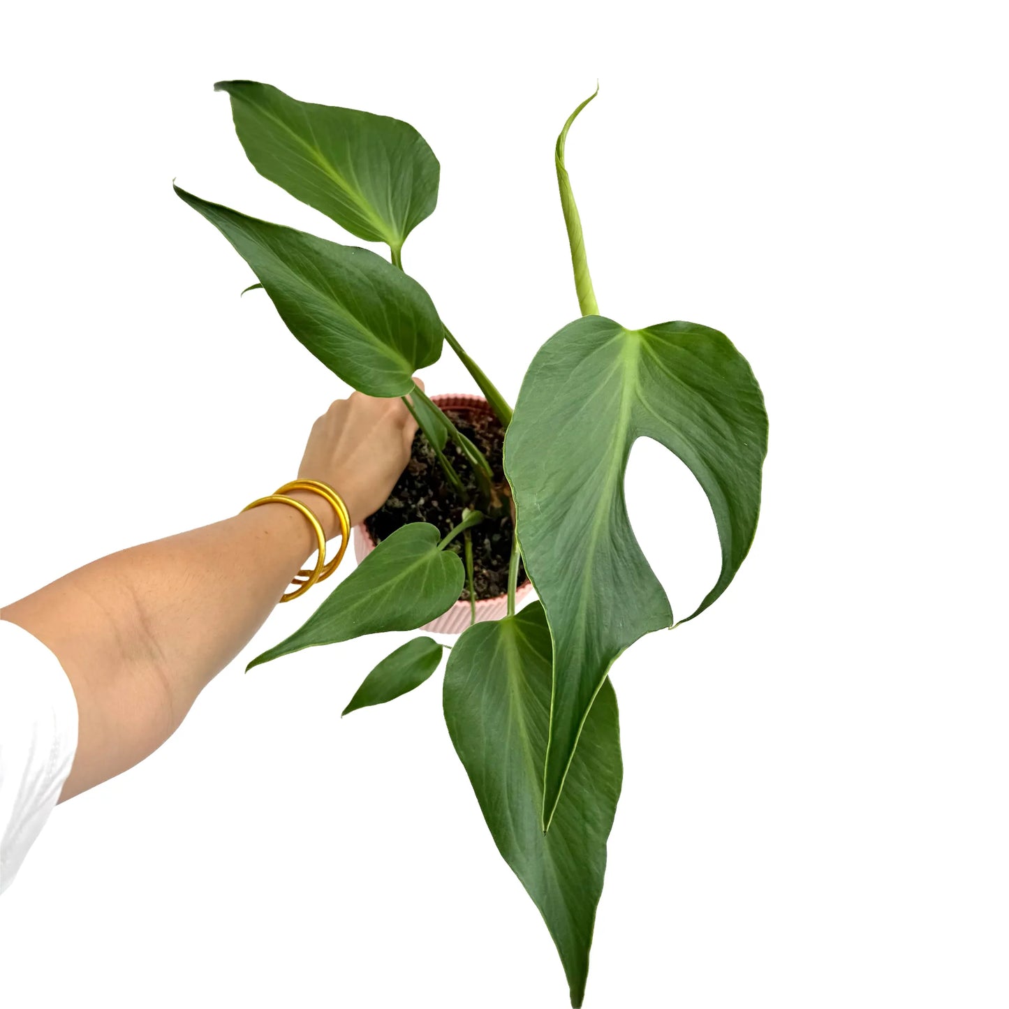 Monstera Burle Marx Flame Sculpted and Cut Foliage – plantandstories