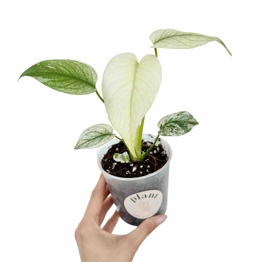Monstera Deliciosa Mint