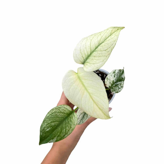 Monstera Deliciosa Mint