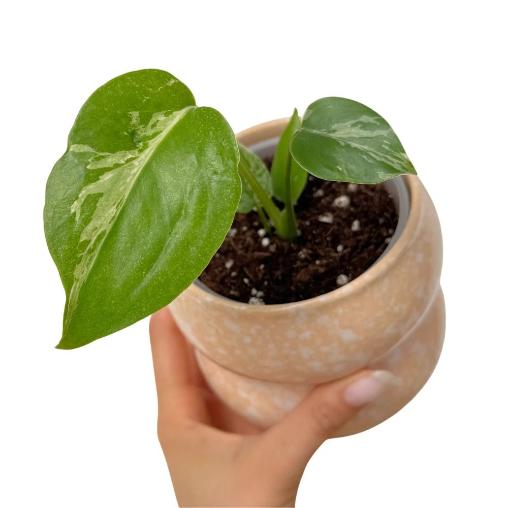 Jeune Monstera deliciosa Bulbasaur avec feuillage vert clair et panachures blanches, en pot rond beige texturé