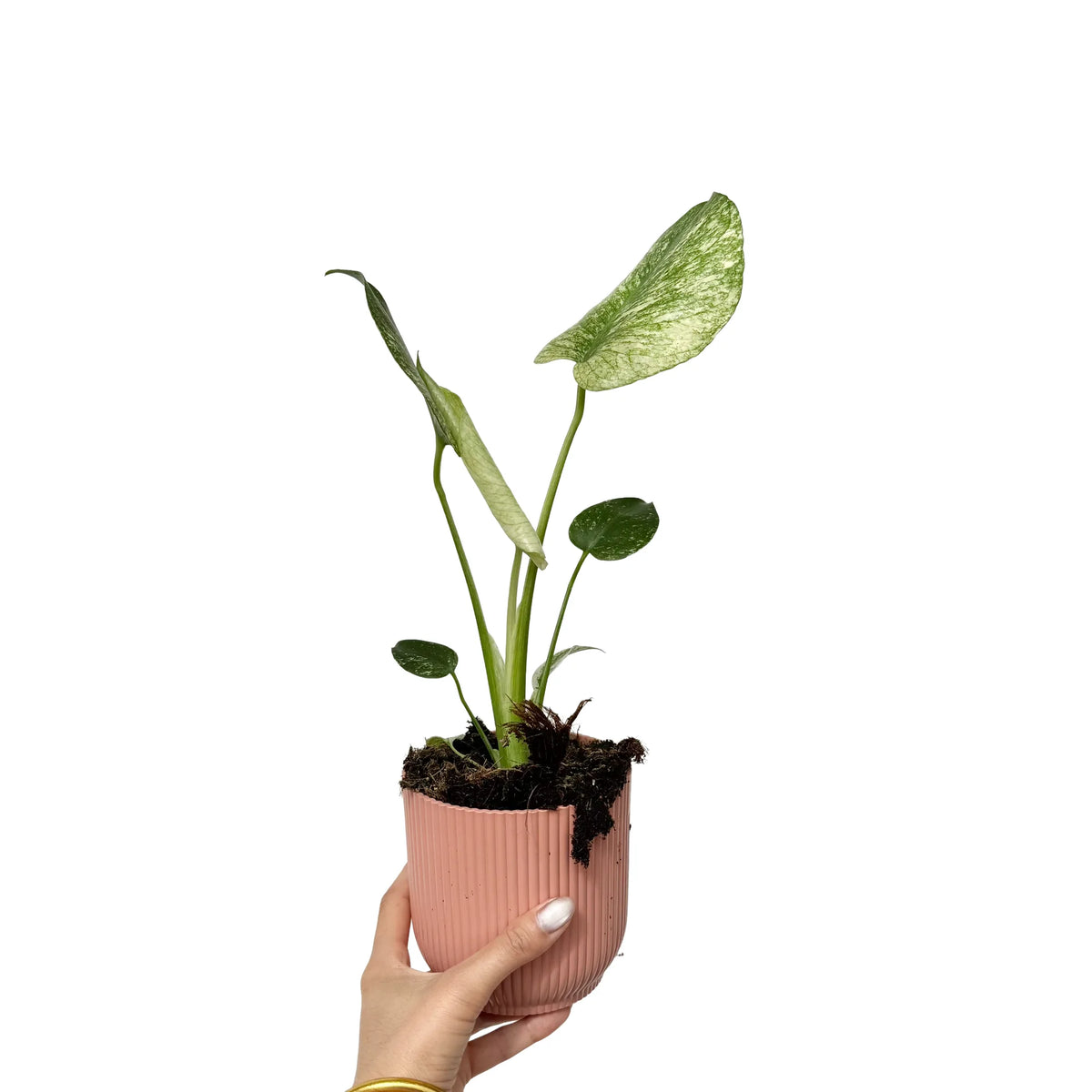 Monstera Deliciosa Mint