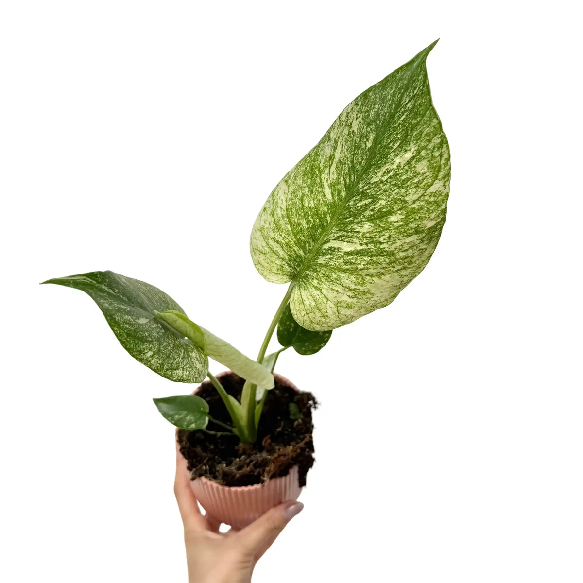 Monstera Deliciosa Mint