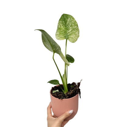 Monstera Deliciosa Mint