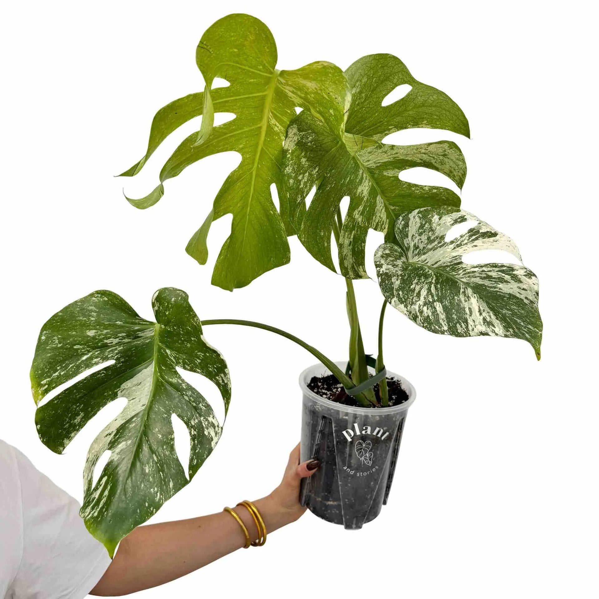 Monstera Deliciosa Mint Variegated Foliage Rarity – plantandstories